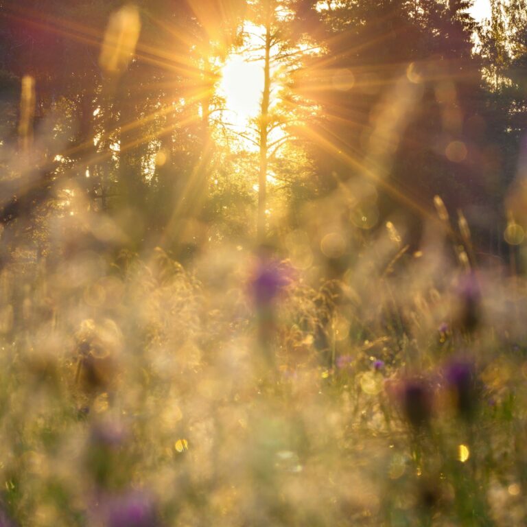 Sunrise Over A Blossoming Meadow